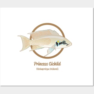 Princess Cichlid Posters and Art